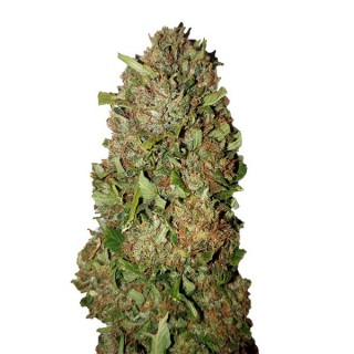 Fruit Cake CBD+   3 u. fem. CBD Buds