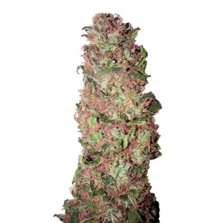 Auto AC DC Cookies CBD+ fem. CBD Buds