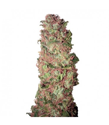 Auto AC DC Cookies CBD+   3 u. fem. CBD Buds