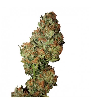 Auto Cannatonic CBD+   3 u. fem. CBD Buds