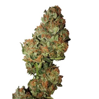 Auto Cannatonic CBD+  10 u. fem. CBD Buds