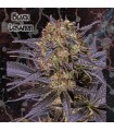 Black Lebanon fem. Geneseeds