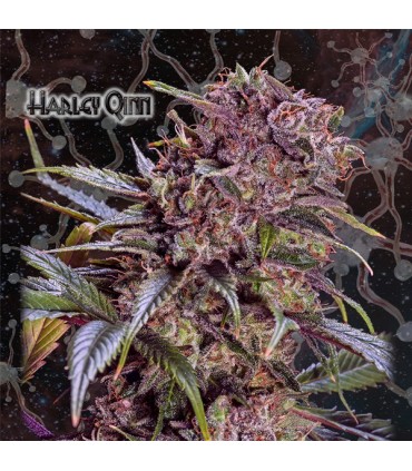 Harley Qinn fem. Geneseeds