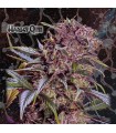 Harley Qinn fem. Geneseeds