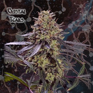 Crystal Tears fem. Geneseeds