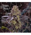 Crystal Tears fem. Geneseeds