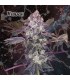 Whiplash fem. Geneseeds