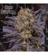 Black Lebanon  3 u. fem. Geneseeds