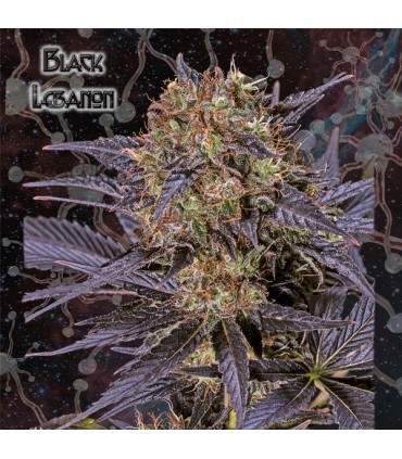 Black Lebanon  3 u. fem. Geneseeds