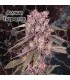 Alaskan Thunderfuck  3 u. fem. Geneseeds