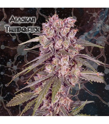 Alaskan Thunderfuck  3 u. fem. Geneseeds