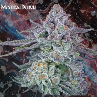 Mystical Punch fem. Nemeseeds