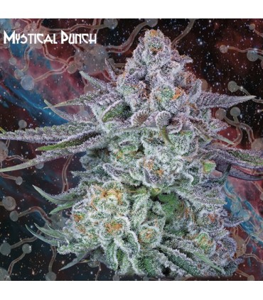 Mystical Punch  3 u. fem. Nemeseeds