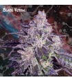 Black Venom fem. Nemeseeds