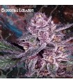 Boodfire Lebanon  3 u. fem. Nemeseeds