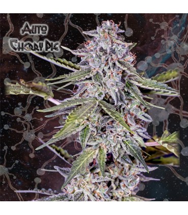 Auto Cherry Pie fem. Nemeseeds