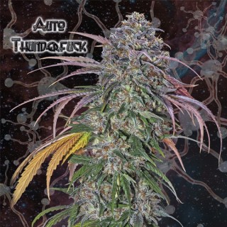 Auto Thunderfuck fem. Nemeseeds