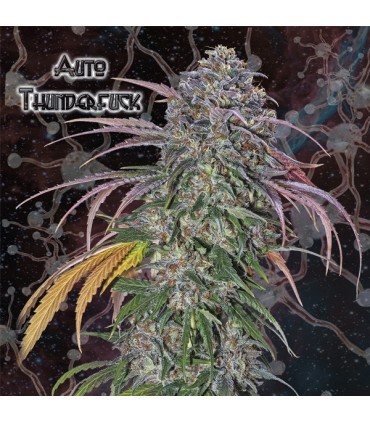 Auto Thunderfuck  3 u. fem. Nemeseeds