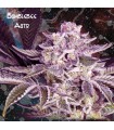 Auto Bumblebee  5 u. fem. Nemeseeds