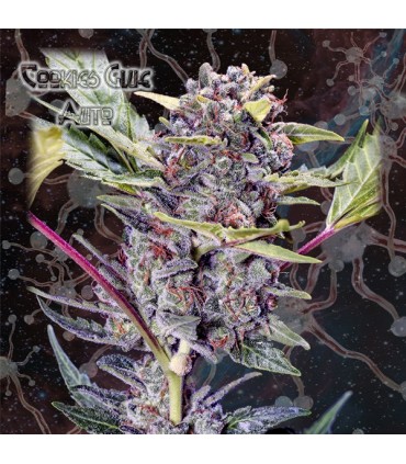 Auto Cookies Glue  5 u. fem. Nemeseeds