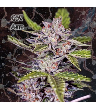 Auto GSC  5 u. fem. Nemeseeds