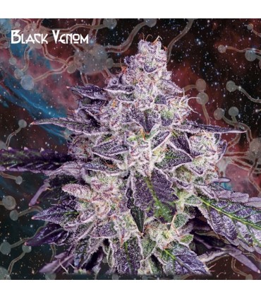 Black Venom  5 u. fem. Nemeseeds