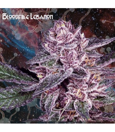 Boodfire Lebanon  5 u. fem. Nemeseeds