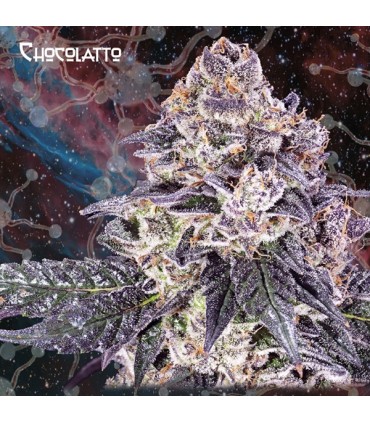 Chocolatto  5 u. fem. Nemeseeds