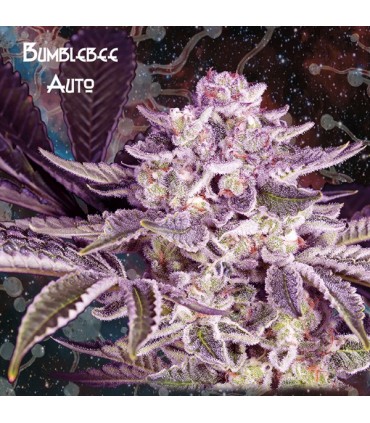 Auto Bumblebee 10 u. fem. Nemeseeds