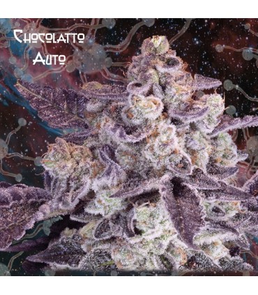 Auto Chocolatto 10 u. fem. Nemeseeds