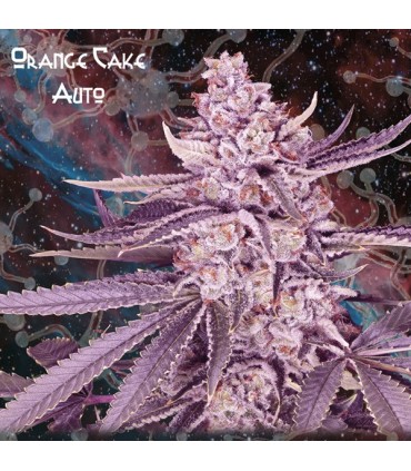 Auto Orange Cake 10 u. fem. Nemeseeds