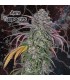 Auto Thunderfuck 10 u. fem. Nemeseeds