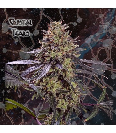 Crystal Tears 10 u. fem. Geneseeds