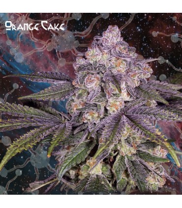 Orange Cake 10 u. fem. Nemeseeds