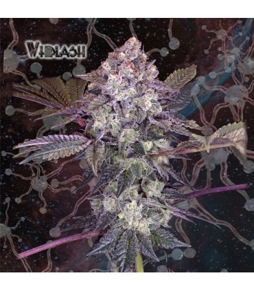 Whiplash 10 u. fem. Geneseeds