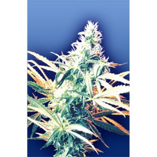 Titan´s Haze  10 u. reg. Flying Dutchmen