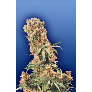 The Pure10 u. 10 u. reg. Flying Dutchmen