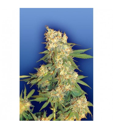 Aurora B.  10 u. reg. Flying Dutchmen