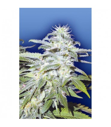 Afghanica  10 u. reg. Flying Dutchmen