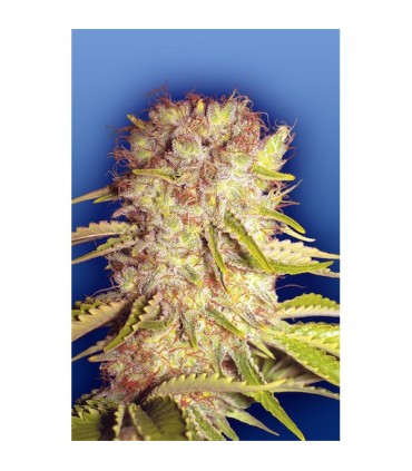 Dutchmen Royal Orange  10 u. reg. Flying Dutchmen