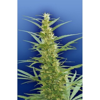 Mixed Sativa Divas  10 u. reg. Flying Dutchmen