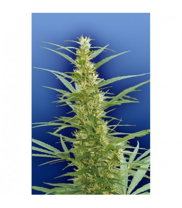 Mixed Sativa Divas  10 u. reg. Flying Dutchmen
