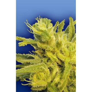Original Haze  10 u. reg. Flying Dutchmen  (Agotada temporalmente)