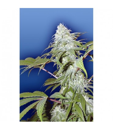 Pineapple Punch  10 u. reg. Flying Dutchmen