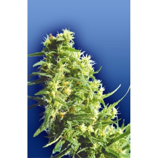 Thai Tanic  10 u. reg. Flying Dutchmen