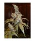 Afghan Haze 15 u. reg. Mr. Nice