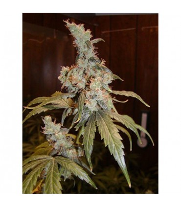 Afghan Haze 15 u. reg. Mr. Nice
