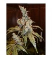 Afghan Haze 15 u. reg. Mr. Nice