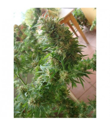 Angel Heart (Mango Haze x Afghan Skunk) 15 u. reg. Mr. Nice Ed. Limitada