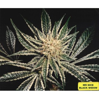 Black Widow 15 u. reg. Mr. Nice